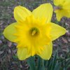 Narcissus pseudonarcissus